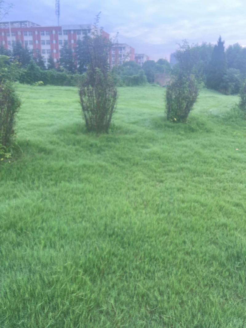荒漠化治理：绿洲的守护者